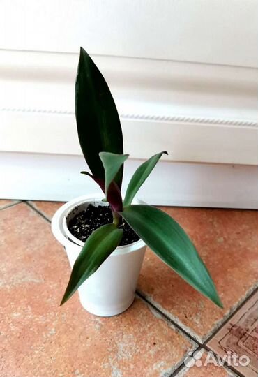 Рео или Ладья Моисея(Традесканция)