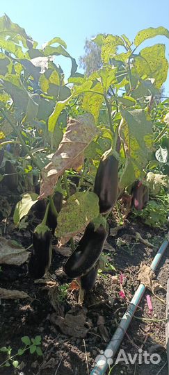 Баклажаны домашние, перцы болгарские