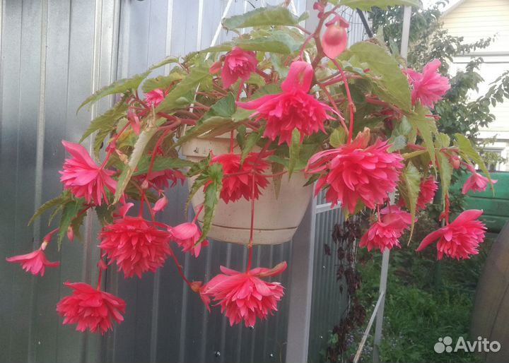 Бегонии Беллеконии