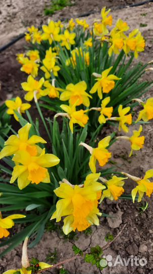 Луковицы нарциссов