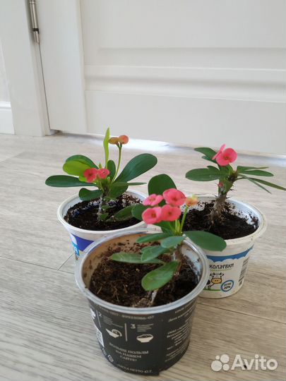 Молочай миля