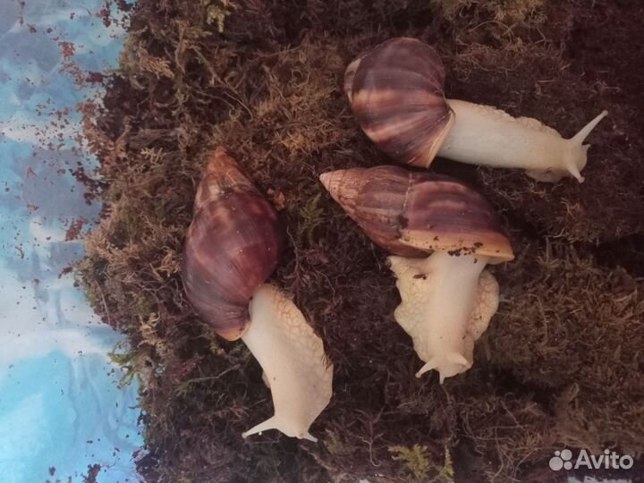 Улитка фулика