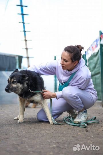 Собаки из приюта