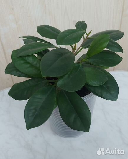 Фикус Мокламе