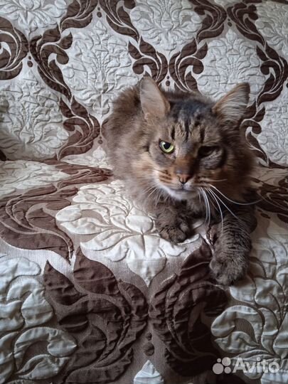 Котик в добрые руки