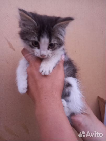 Мальчик. 2 месяца