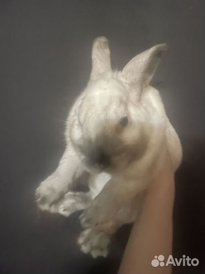 Декоративные кролики даром