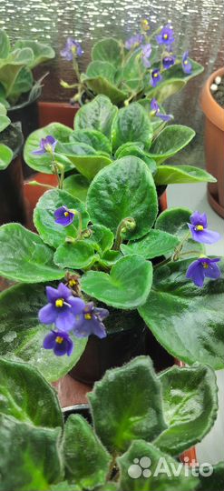 Комнатные цветы