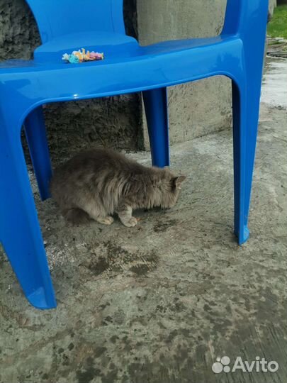 Отдам бесплатно