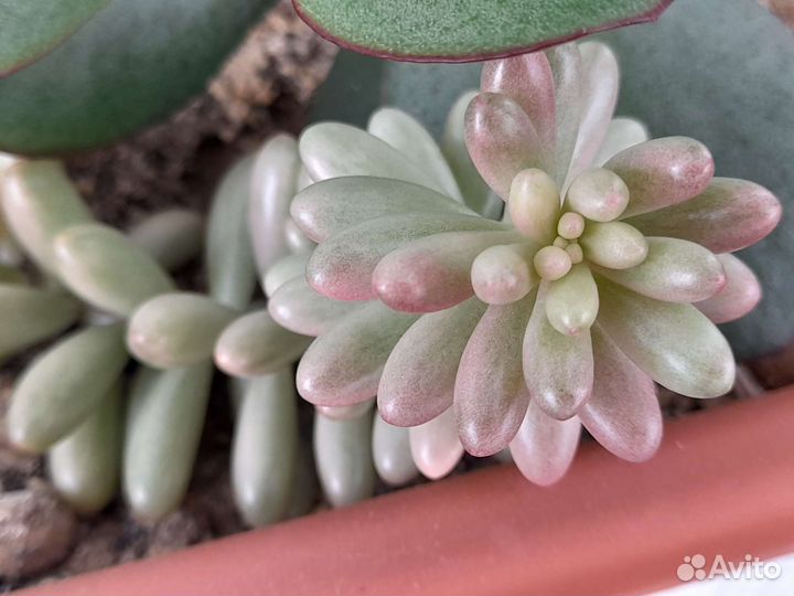 Седум Аврора