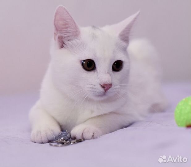 Малышка Элис ищет дом