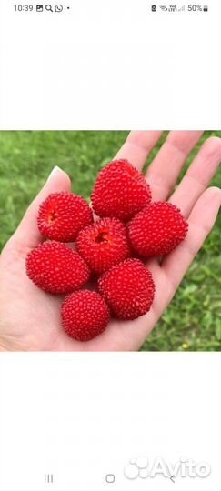 Тибетская малина саженцы