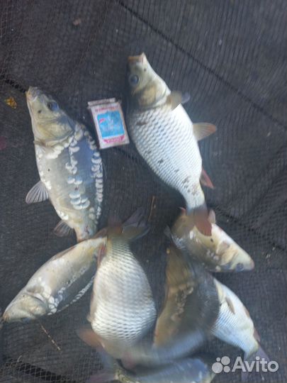 Малек карпа, толстолобика и амура для зарыбления