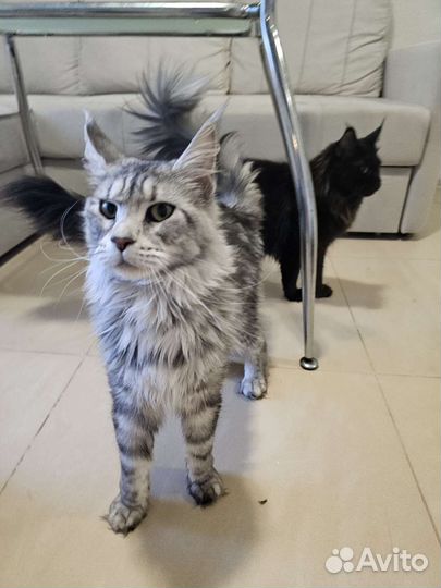 Кошка мейн-кун серебро