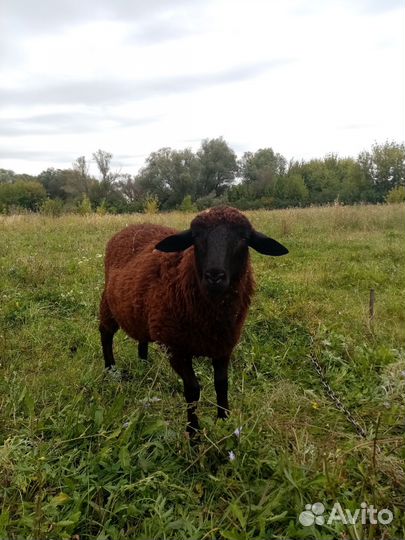 Овцы бараны