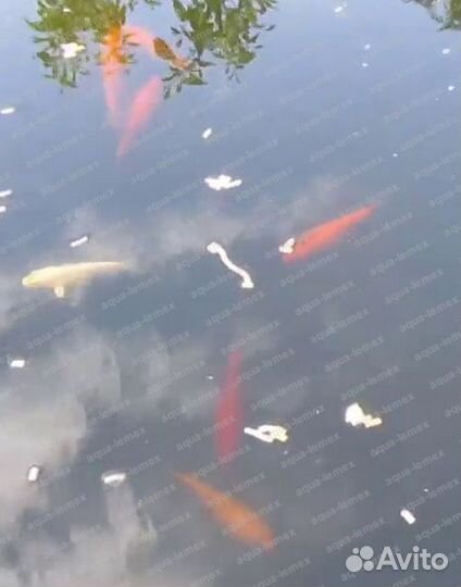 Карпы кои для пруда