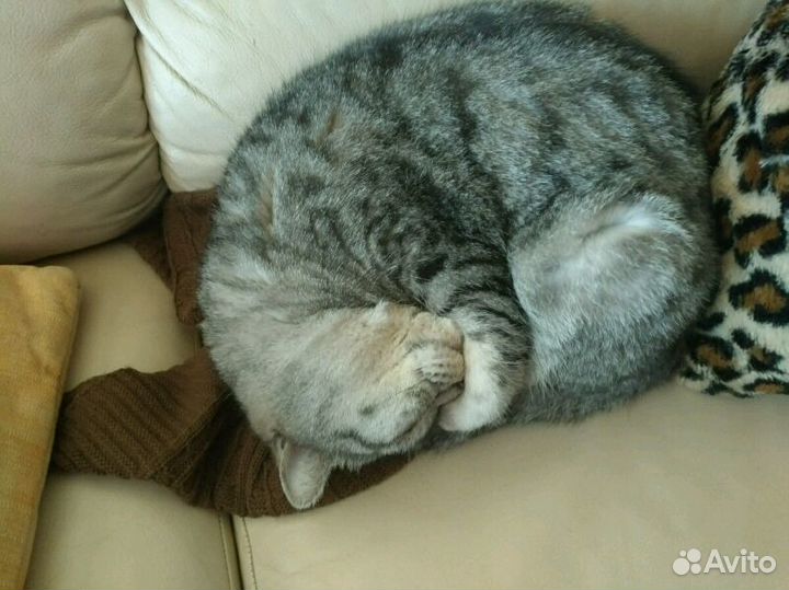 Домашняя передержка кошек и собак