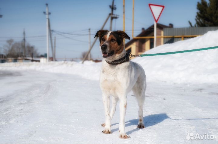 Собака бесплатно, в добрые руки