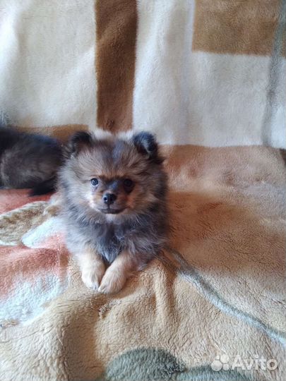 Померанский шпиц