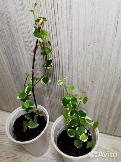 Комнатные растения