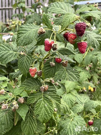 Малина Ремонтантная саженцы