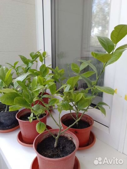 Лимон Мейера