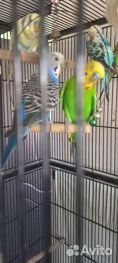 Волнистый попугай, малыши