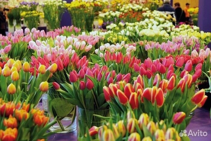 Тюльпаны оптом с юга к 8 марта