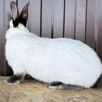 Калифорния Кролик