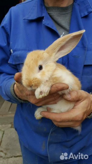 Кролики