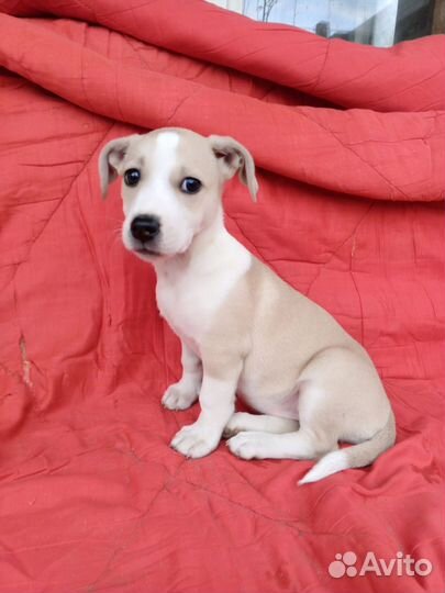 Крошка Летти ищет ответственных родителей