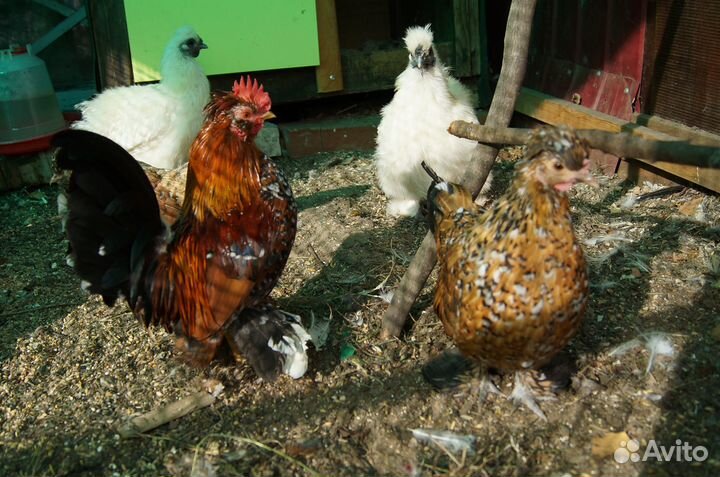 Семья Атайские бентамки 2+1