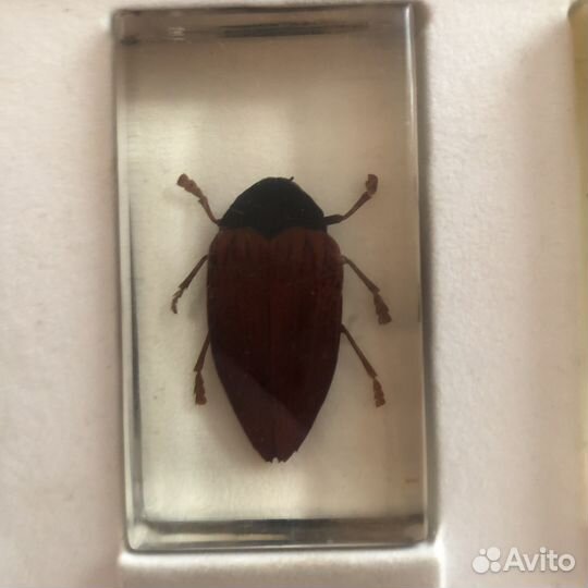 Коллекция Настоящие насекомые Deagostini