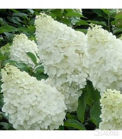 Кустарники цветущие и хвойники