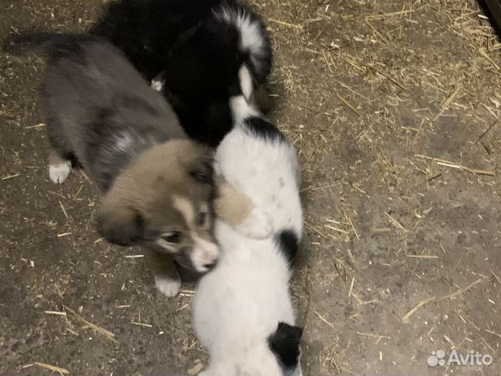 Щенята в добрые руки