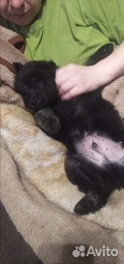 Отдам щенков в добрые руки бесплатно