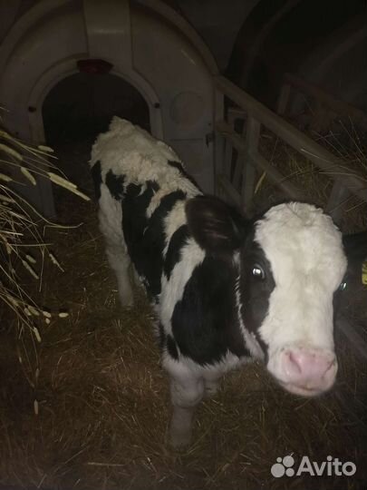 Бычки племенные