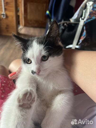 Котенок