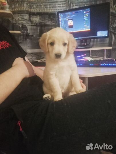 Щенок в добрые руки