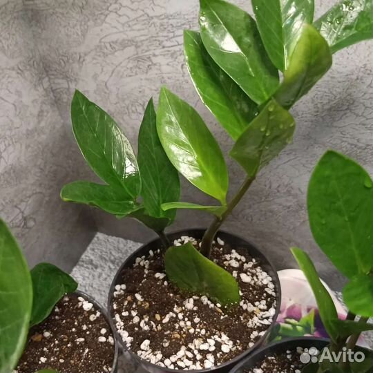 Замиокулькас