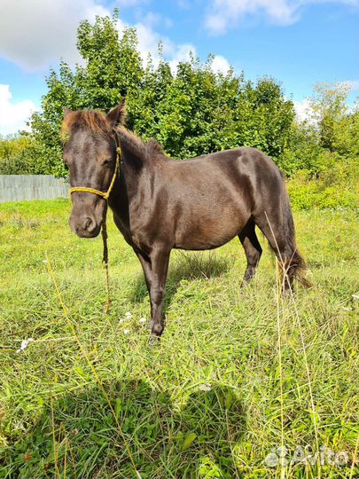 Лошадь пони