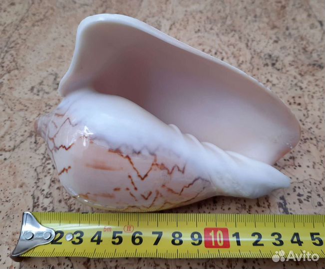 Ракушки Раковины морские крупные