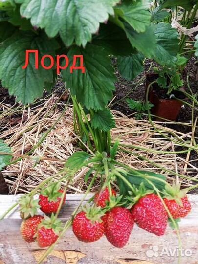 Рассада клубники Лорд,Даренка,купчиха,фестивальная