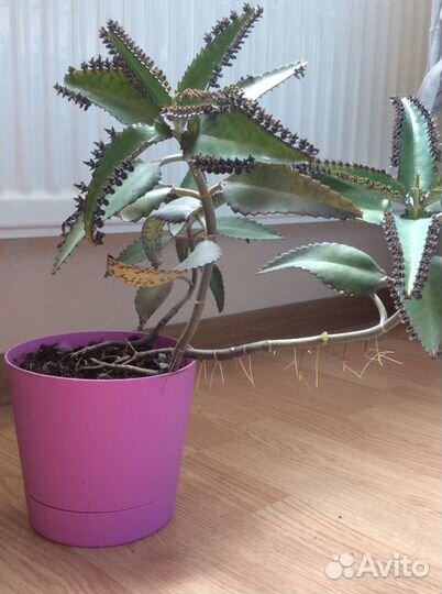 Каланхоэ- доктор