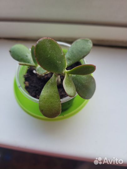 Продам цветы комнатные