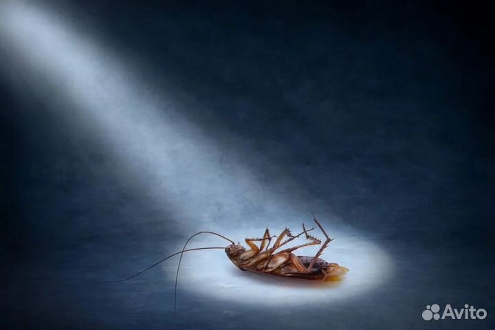 Дезинсекция. Уничтожение тараканов, муравьев