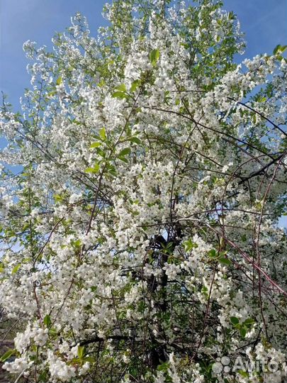 Марель-вишня саженцы