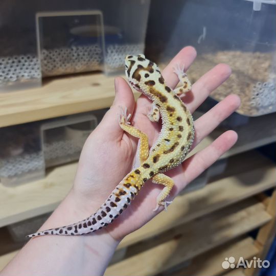 Пятнистый эублефар самец взрослый