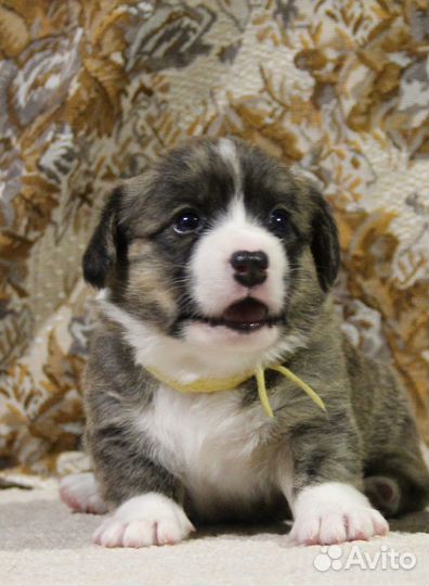 Щенки корги