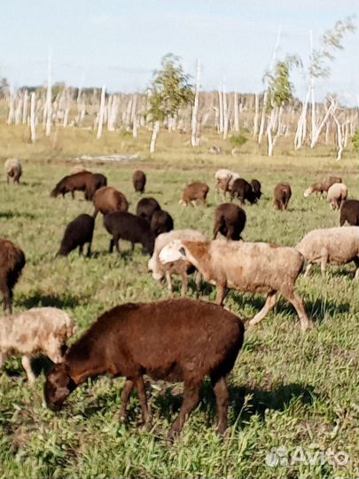 Курдючные бараны овцы